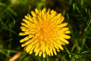 Thumbnail for the post titled: Kleingartenverein